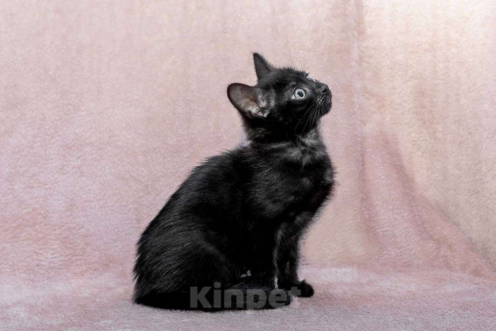 Кошки в Москве: котенок Коржик ищет дом Мальчик, Бесплатно - фото 9