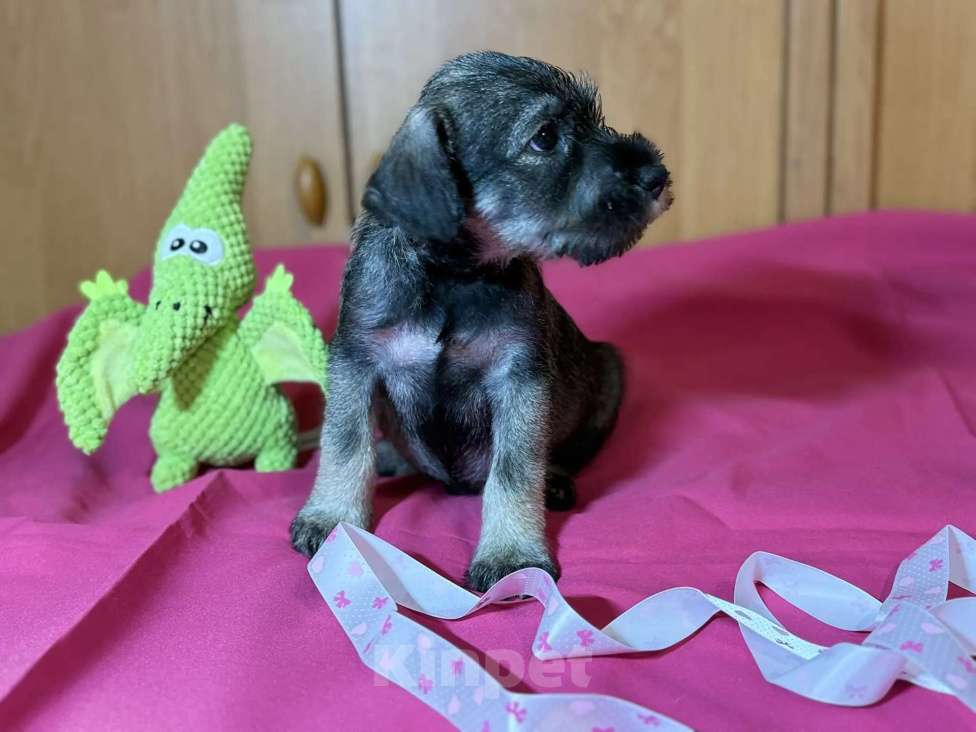 Собаки в Казани: Миттельшнауцер детки Девочка, 40 000 руб. - фото 4