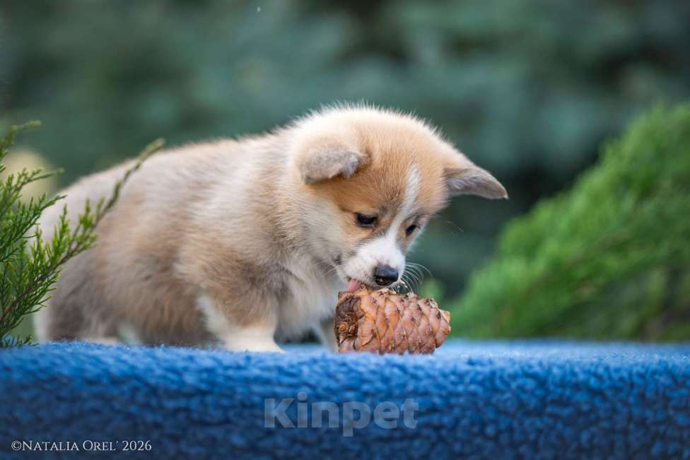 Собаки в Краснодаре: Вельш корги пемброк щенок Мальчик, 50 000 руб. - фото 4