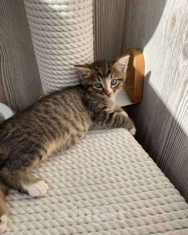 Кошки в Москве: Маленький котенок мальчик в дар Мальчик, Бесплатно - фото 2