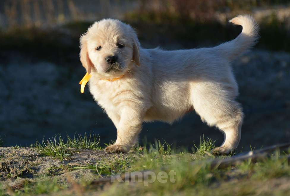Собаки в Москве: Щенок голден ретривера. Девочка, Бесплатно - фото 5