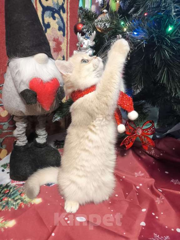 Кошки в Москве: Шикарная голубая золотая шиншилла  Девочка, 45 000 руб. - фото 2