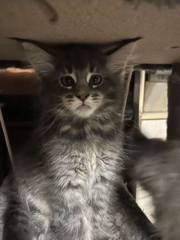 Кошки в Твери: мейн кун от чемпионов породы Мальчик, 50 000 руб. - фото 1