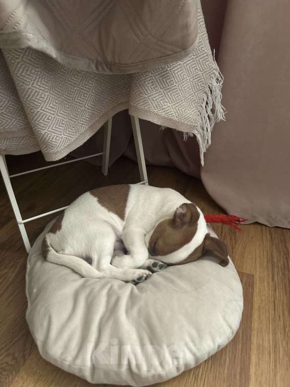 Собаки в Москве: Джек Рассел 5мес Мальчик, 1 000 руб. - фото 3