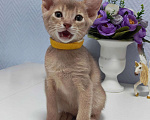 Кошки в Москве: Абиссинские котята  Девочка, 45 000 руб. - фото 5