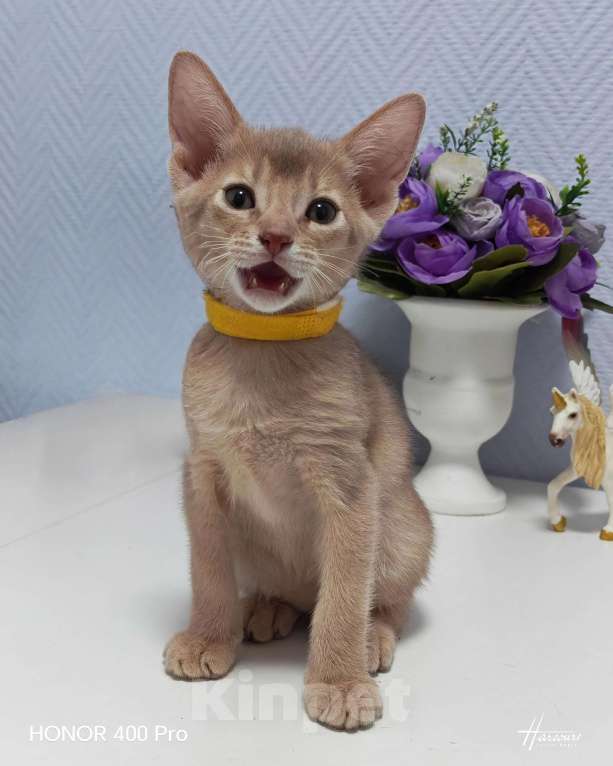 Кошки в Москве: Абиссинские котята  Девочка, 45 000 руб. - фото 5