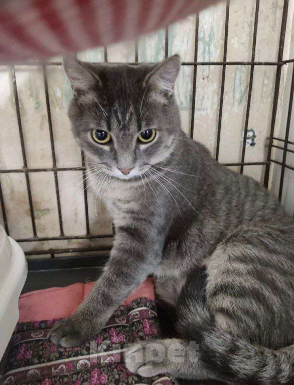 Кошки в Москве: Чудесный полосатик Капитолий ищет маму и папу Мальчик, Бесплатно - фото 3