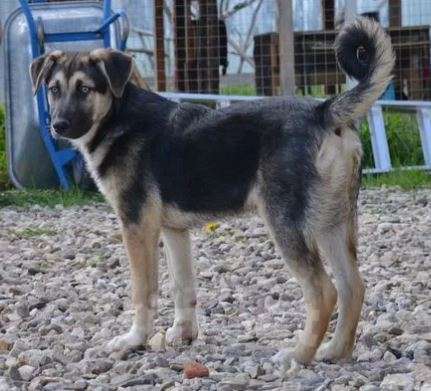 Собаки в Москве: Бесс и Брюс Девочка, Бесплатно - фото 2