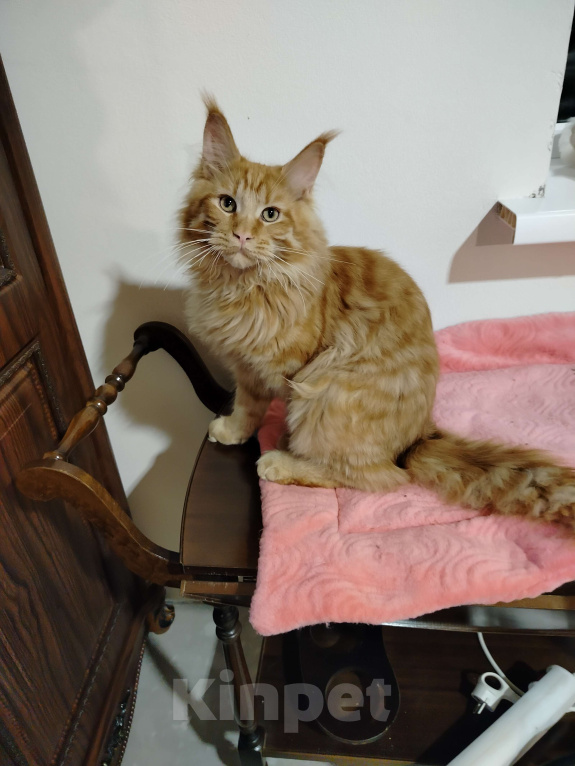 Кошки в Новосибирске: Коты Мальчик, 40 000 руб. - фото 2