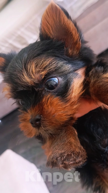 Собаки в Новосибирске: Продам сладкого Йоркширского терьера(миник)  Мальчик, 35 000 руб. - фото 4