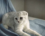 Кошки в Москве: Шотландский вислоухий котенок Мальчик, 17 000 руб. - фото 6