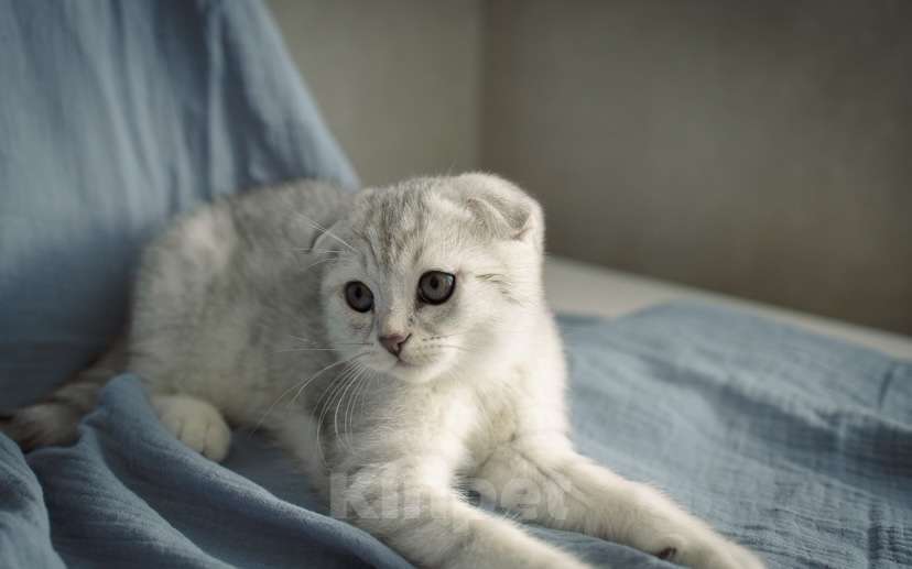 Кошки в Москве: Шотландский вислоухий котенок Мальчик, 17 000 руб. - фото 6