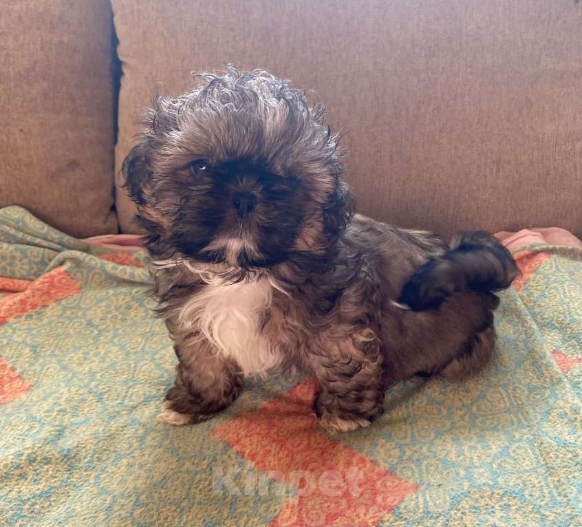 Собаки в Санкт-Петербурге: Великолепный золотой мальчик ши тцу Мальчик, 35 000 руб. - фото 6