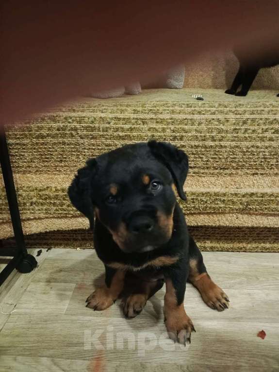Собаки в других городах Тульской области: Щенок Ротвейлера Девочка, Бесплатно - фото 3