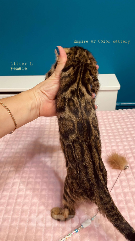 Кошки в Краснодаре: Лаура. Бенгальская кошечка Девочка, 65 000 руб. - фото 5