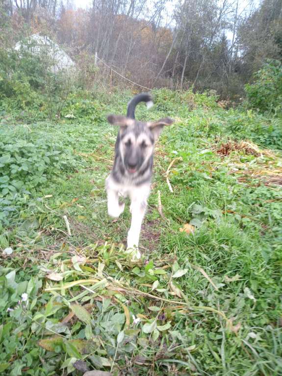 Собаки в Санкт-Петербурге: Гермиона, спортсменка, умница, просто красавица. Мальчик, 500 руб. - фото 2