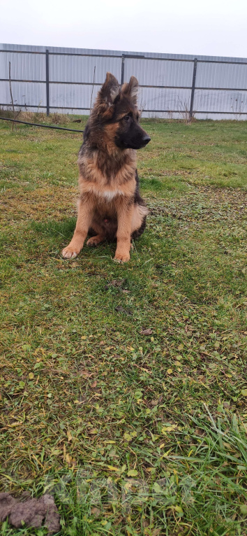 Собаки в Коломне: Продам щенка немецкой овчарки д ш. Девочки Девочка, 50 000 руб. - фото 1