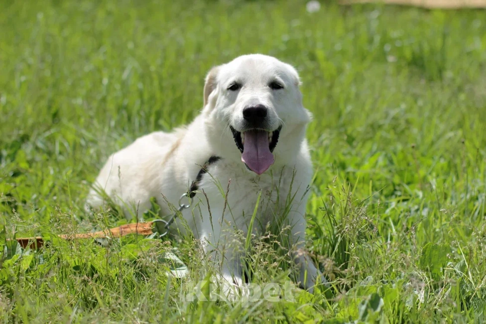 Собаки в Одинцово: Слим ищет дом Мальчик, Бесплатно - фото 5