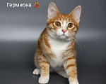 Кошки в Чебоксарах: Стерильная кошечка подросток Девочка, Бесплатно - фото 5