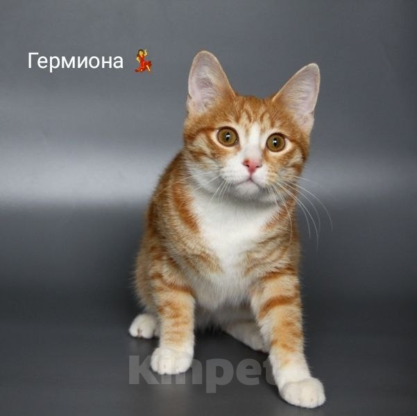 Кошки в Чебоксарах: Стерильная кошечка подросток Девочка, Бесплатно - фото 5