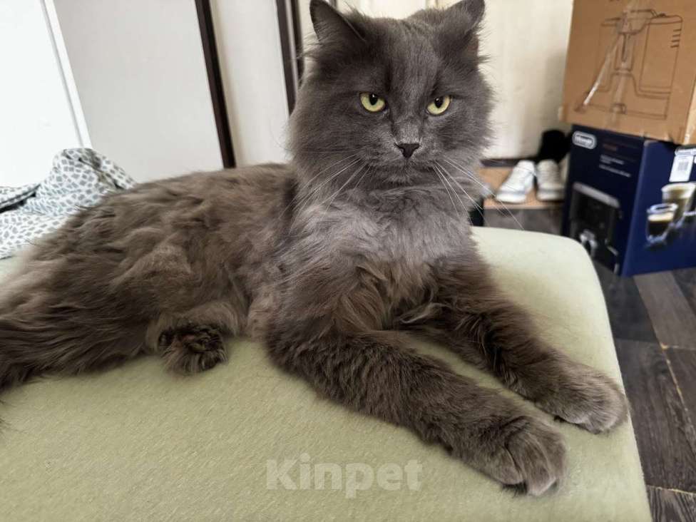 Кошки в Казани: Пропал серый кот. Советский район. Мальчик, 5 000 руб. - фото 2