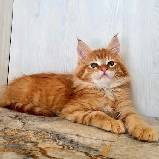 Кошки в других городах Ярославской области: Котята Мейн кун Мальчик, Бесплатно - фото 7