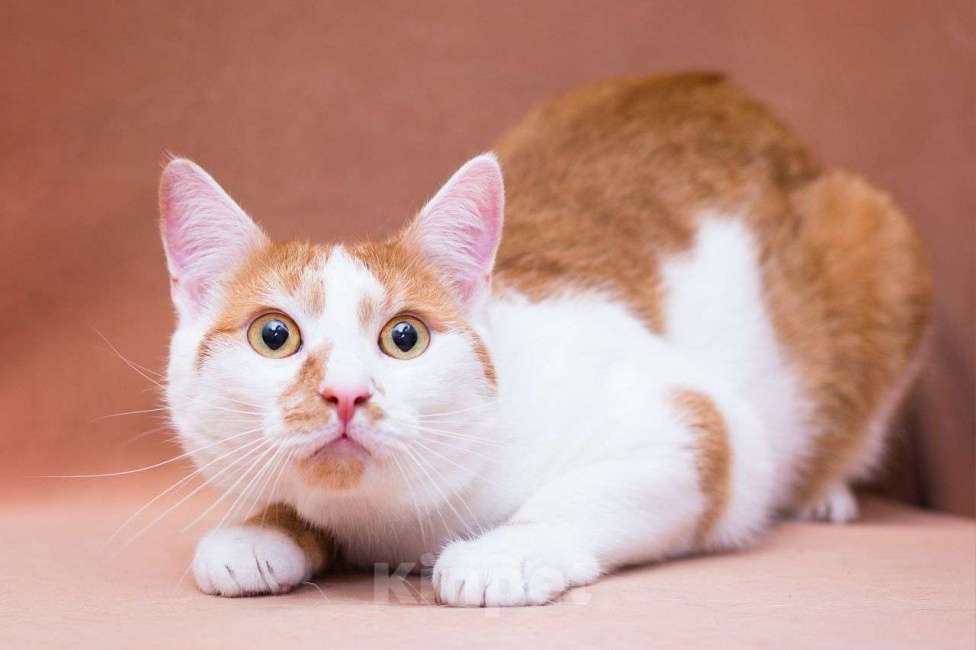 Кошки в Москве: Лионелла ищет дом Девочка, Бесплатно - фото 3