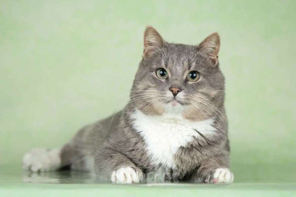 Кошки в Москве: Очаровательный щекастик Дзюба ищет дом Мальчик, 1 руб. - фото 5