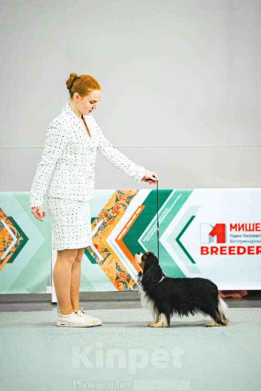 Собаки в Москве: Кавалер Кинг Чарльз спаниель мальчик  Мальчик, 110 000 руб. - фото 4