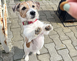 Собаки в Владивостоке: 🐾 В добрые, ответственные руки: пес-компаньон Умка 🐾 Мальчик, Бесплатно - фото 2