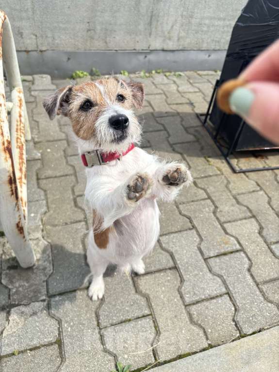 Собаки в Владивостоке: 🐾 В добрые, ответственные руки: пес-компаньон Умка 🐾 Мальчик, Бесплатно - фото 2