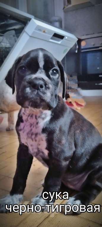 Собаки в Элисте: Стафф-боксеры Разнополые, 2 000 руб. - фото 2