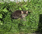 Кошки в Туле: Котята в добрые руки Девочка, Бесплатно - фото 2