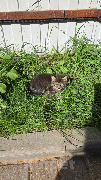 Кошки в Туле: Котята в добрые руки Девочка, Бесплатно - фото 2