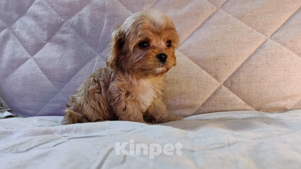 Собаки в Москве: Мальтипу от питомника Psinamade Мальчик, 65 000 руб. - фото 6