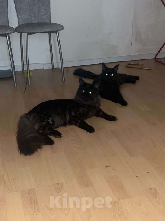 Кошки в Санкт-Петербурге: Билли Мальчик, Бесплатно - фото 6