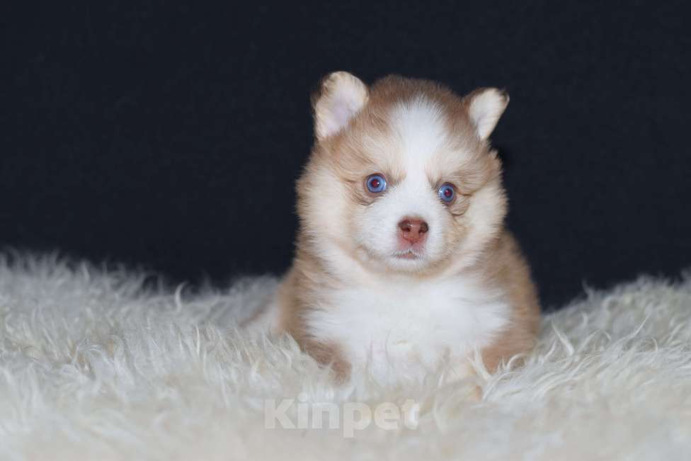 Собаки в Краснодаре: Девочки Помски F4  Девочка, 200 000 руб. - фото 2