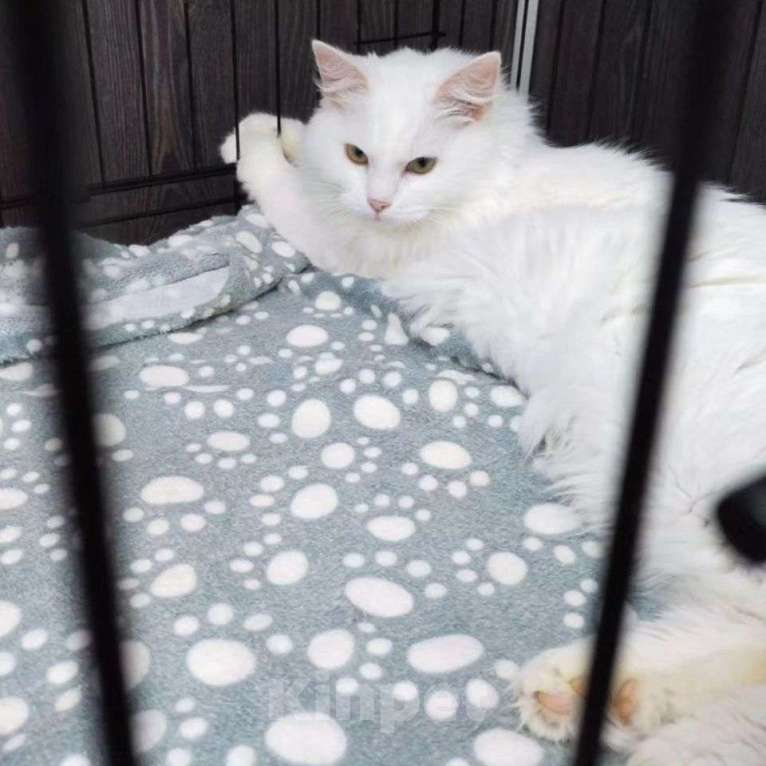 Кошки в Москве: Милки никто не замечает Девочка, Бесплатно - фото 3