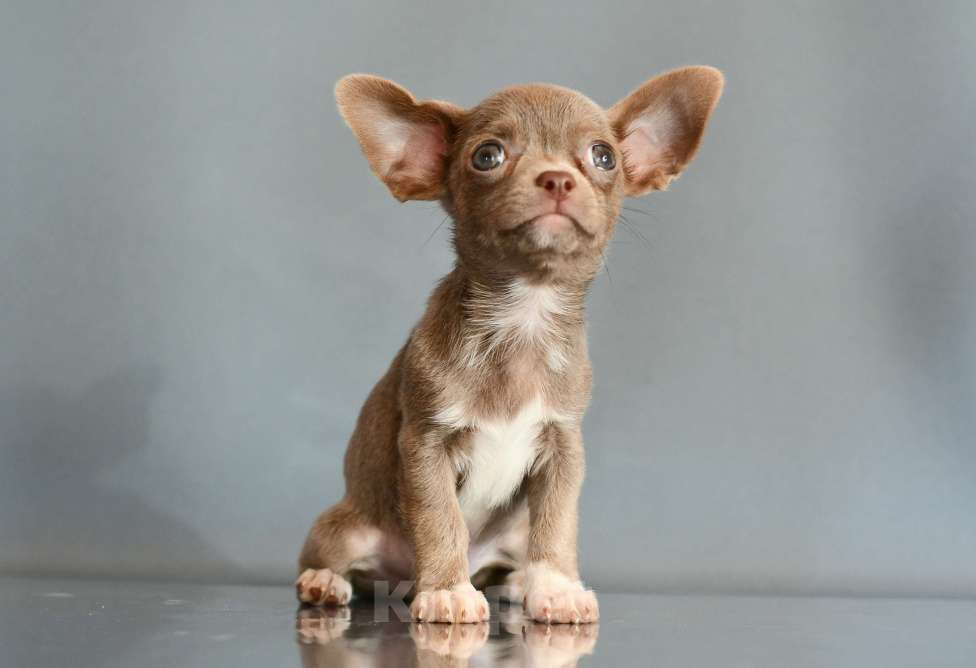 Собаки в Раменском: Эльфик Мальчик, 45 000 руб. - фото 3