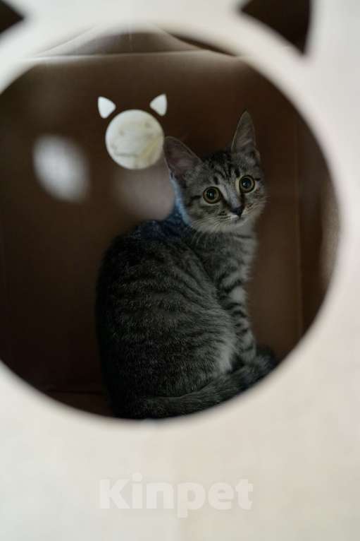 Кошки в Москве: Малышка Мелисса ищет семью Девочка, Бесплатно - фото 9