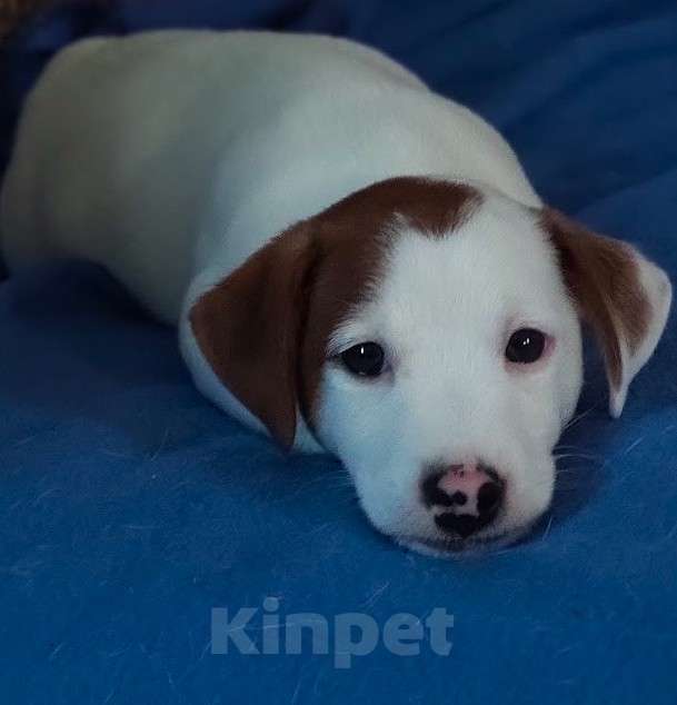 Собаки в других городах Московской области: Boomer — мощный, яркий, активный. Мальчик, 70 000 руб. - фото 1