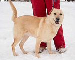 Собаки в Москве: Карамелька, 6 лет Девочка, Бесплатно - фото 4