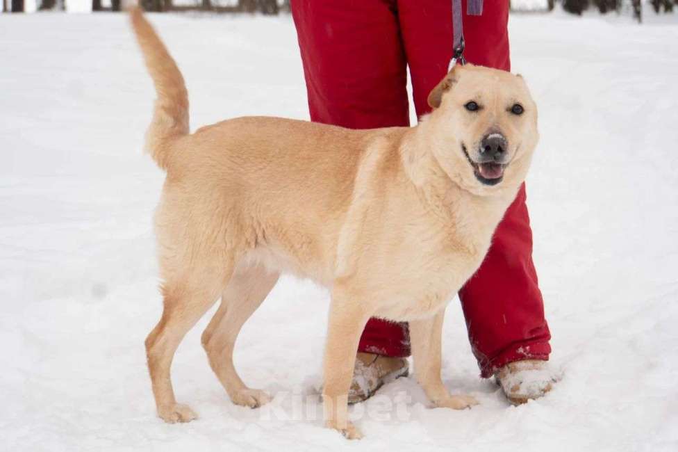 Собаки в Москве: Карамелька, 6 лет Девочка, Бесплатно - фото 4