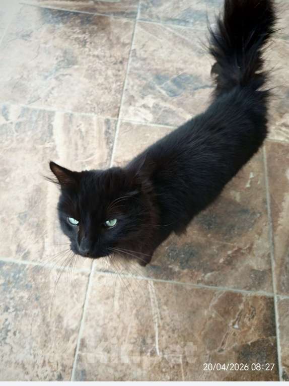 Кошки в Москве: Найдена кошка Девочка, Бесплатно - фото 2