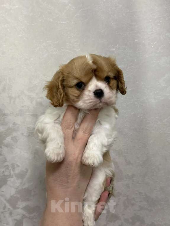 Собаки в Москве: Девочка ККЧС Девочка, 150 000 руб. - фото 4