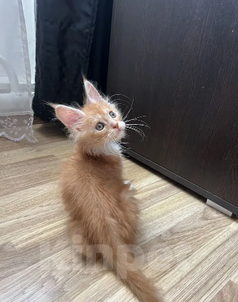 Кошки в Балашихе: Рыжий мальчик мейн-кун Мальчик, 35 000 руб. - фото 5