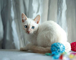 Кошки в Москве: Голубоглазый котенок Котя в добрые руки! Мальчик, 1 руб. - фото 1