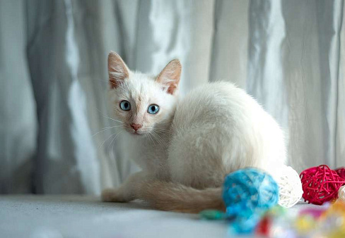 Объявление: Голубоглазый котенок Котя в добрые руки!, 1 руб., Москва