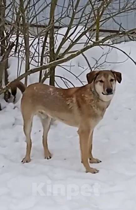 Кошки в Москве: Марсель ищет дом Мальчик, Бесплатно - фото 5