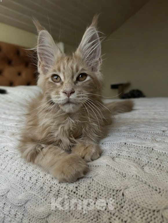 Кошки в Верхнем Салде: Роскошный котенок Мейн-кун с отличными породными данными (Шоу-класс) Мальчик, 60 000 руб. - фото 3